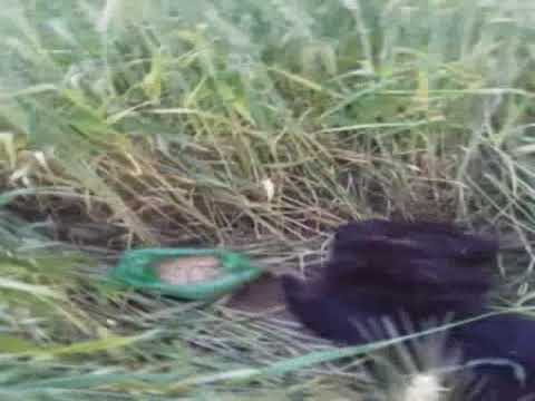 Injured Dog, Shairo rescued by Fazilat Bi