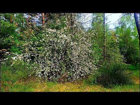 Beautiful Dawn Chorus Birdsong / Nature Sounds For Relaxation & Sleep / Birdsong