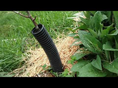 Permaculture foodforest walkthrough