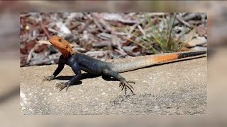 These colorful and invasive lizards are calling Florida home