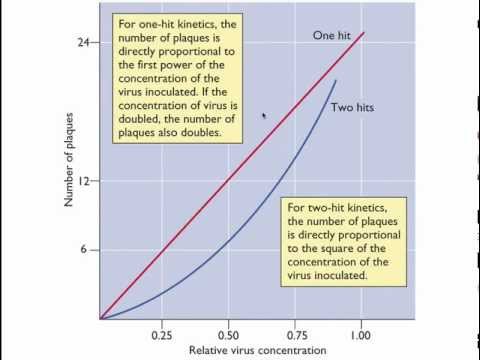 Virology 2013 Lecture #2 - The infectious cycle