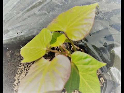 SADNJA BATATA -  raznobojnog slatkog krompira.