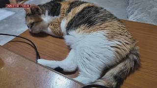 三毛猫フミちゃん　 LIVE配信　2026年7月2日