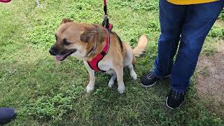 Video preview image #1 Labrador Retriever Puppy For Sale in Bandera, TX, USA