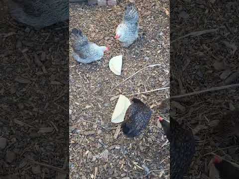 Chickens Eat Tortilla 🌯 for the First Time! #chickens #tortilla #foryou #shorts