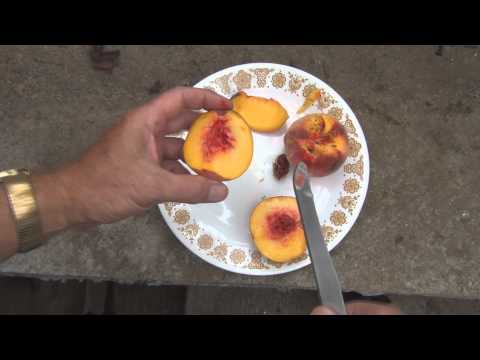 download lagu mp3 mp4 Red Haven Peaches For Sale Near Me, download lagu Red Haven Peaches For Sale Near Me gratis, unduh video klip Red Haven Peaches For Sale Near Me