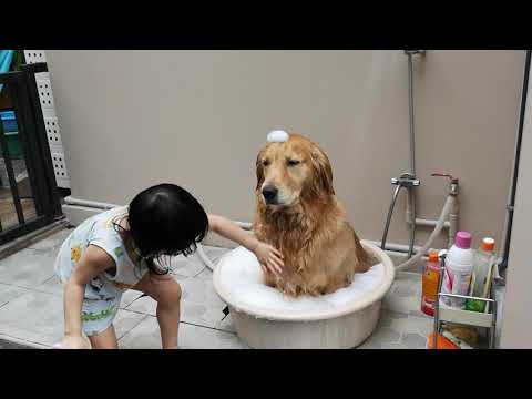 Please Enjoy This Video Of The World's Most Patient Golden Retriever Getting Washed By This Adorable Little Girl
