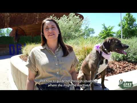 JPK9 Academy dog training client testimonial