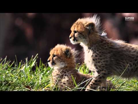 Monsieur Adi - What's Going On 'Ft  A.M.E' 'ShockOne Remix' ( Bassboosted )