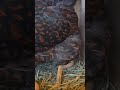Egg Poop Animals Pets Chicken Egg Farming Backyard Birds Funny Fun Protein Nature Love