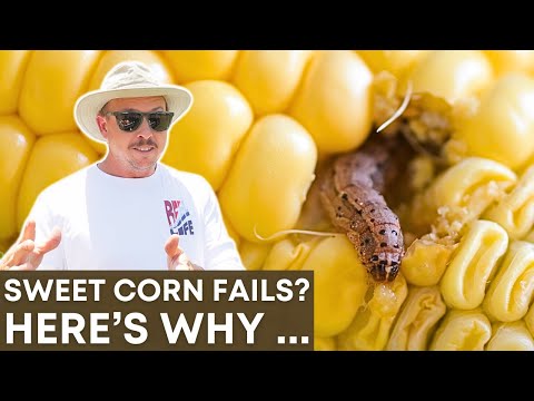 Why Your Sweet Corn Looks Bad - 9 Common Problems Solved!
