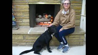 Video preview image #1 Border Collie-Unknown Mix Puppy For Sale in Germanton, TN, USA