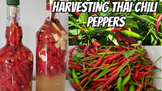 Growing and Harvesting thai chili peppers / Making Sukang Sawsawan