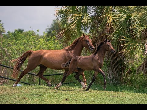Foundation X Don Olymbrio X Rohdiamont colt for sale
