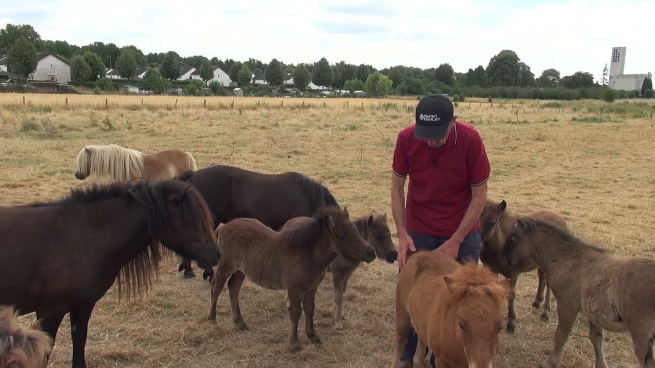 De Etalage: passie pony's te Eijsden