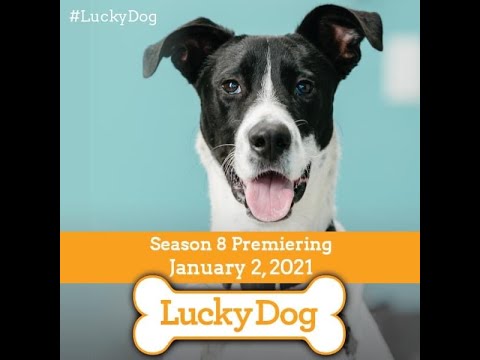 Lucky Dog Trailer, A Rae Band