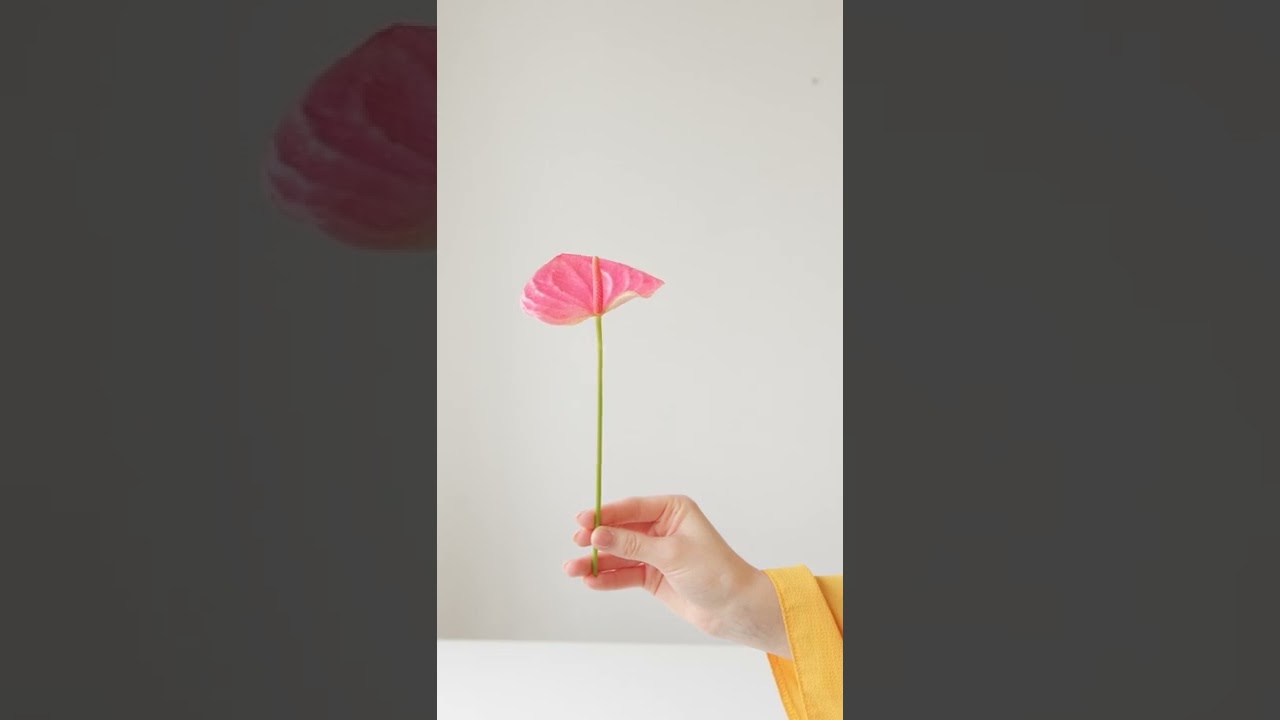Flower in hand Stock Footage No Copyright Videos Free Videos