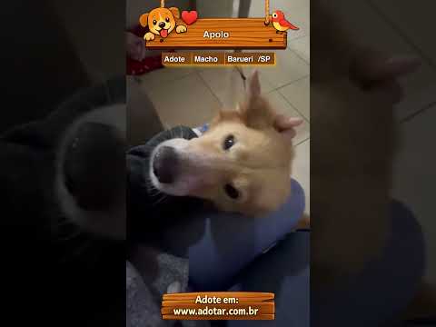 Vídeo de Apolo