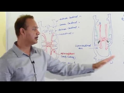 Inferior Vena Cava Development - Embryology