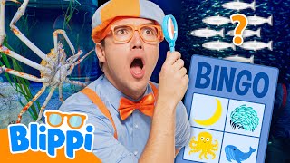 Can You Find the Sea Creatures with Blippi? 🐳 Fun Ocean Search