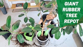 Repotting Giant Rubber Tree 🌳 Watch me Work 💪