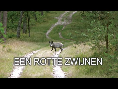 NATUURLIJK OP PAD #27: EEN ROTTE ZWIJNEN