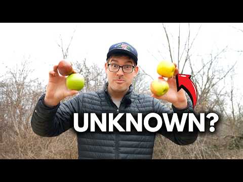Hunting For Lost 1600's Apples Planted By FRENCH and ...
