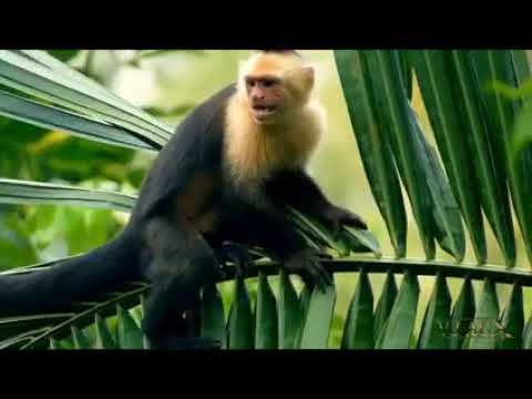 DJ VAL - Never been there (New Refresh) VJ Aux 2k22