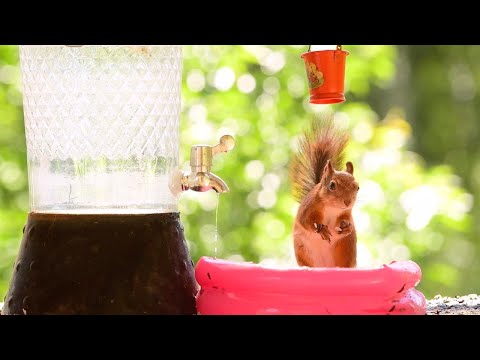 Squirrels Cool Off With Ice Creams And Paddling Pools