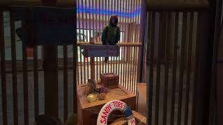 Brad the parrot at the Pesky Parrot | Royal Caribbean Allure or the Seas