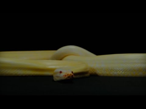 Black Hibiscus & moye - allure and pain (Official Visualizer)