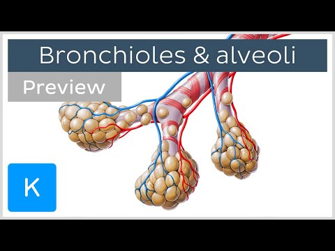 Bronchioles and alveoli: Structure and functions (preview) - Human Anatomy | Kenhub