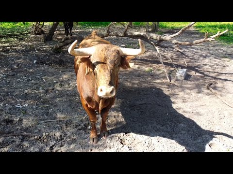 2 Toros de Cajón Pozaldez día 21 de Mayo