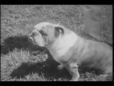 Dog show event, 1968-08-11
