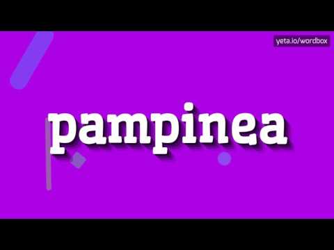 PAMPINEA - How to pronounce Pampinea?