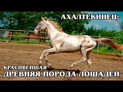 , title : 'АХАЛТЕКИНСКАЯ ЛОШАДЬ: Красивая и древняя порода лошадей | Интересные факты про лошадей'