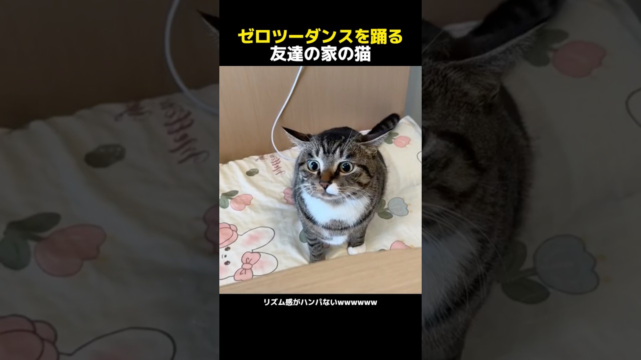 제로 투 댄스 춤 친구의 집 고양이