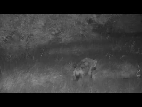 Djuma: Lone Hyena walks up the road - 01:29 - 05/18/20