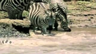 Cebras - Alaska y Dinarama