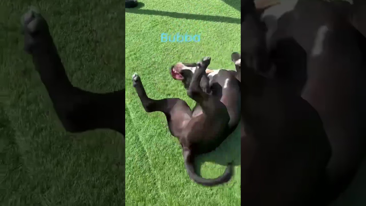 Enlarge Bub, a Adoptable Pit Bull Terrier in Denver , CO video 3/6