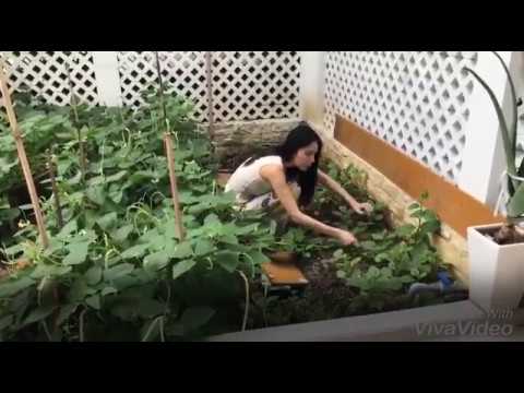 Ca sĩ Thủy Tiên giản dị bất ngờ khi hái rau trong vườn nhà