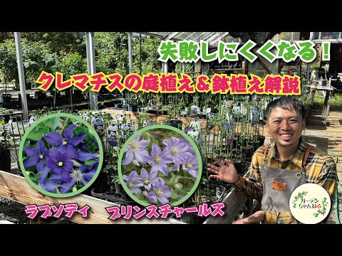 クレマチスが元気に育つように剪定します。どのような基準で剪定を行うべきですか?  庭園