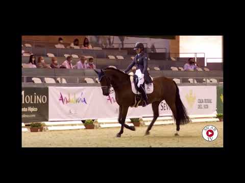 GPRIX in the making PRE Horse for sale • INTER LEVEL