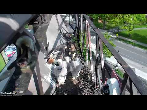 Arthur Delivers Small Mammal, Big Red Serves Breakfast To Chicks (edited) – May 22, 2019