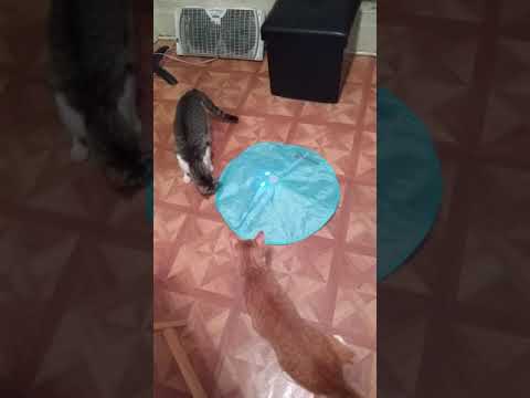 New toy for Christabel and Lonnie!