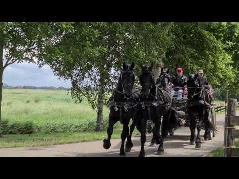 Stal Okkema's Zeger, Twix, Albert and Delmer