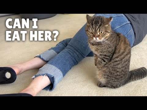 What Will My Cats Do If I Die? | Kittisaurus