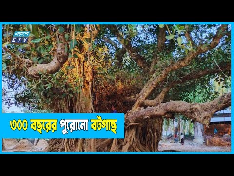 ‘হাতিশালা’ নামে পরিচিত ৩০০ বছরের প্রাচীন বটগাছ
