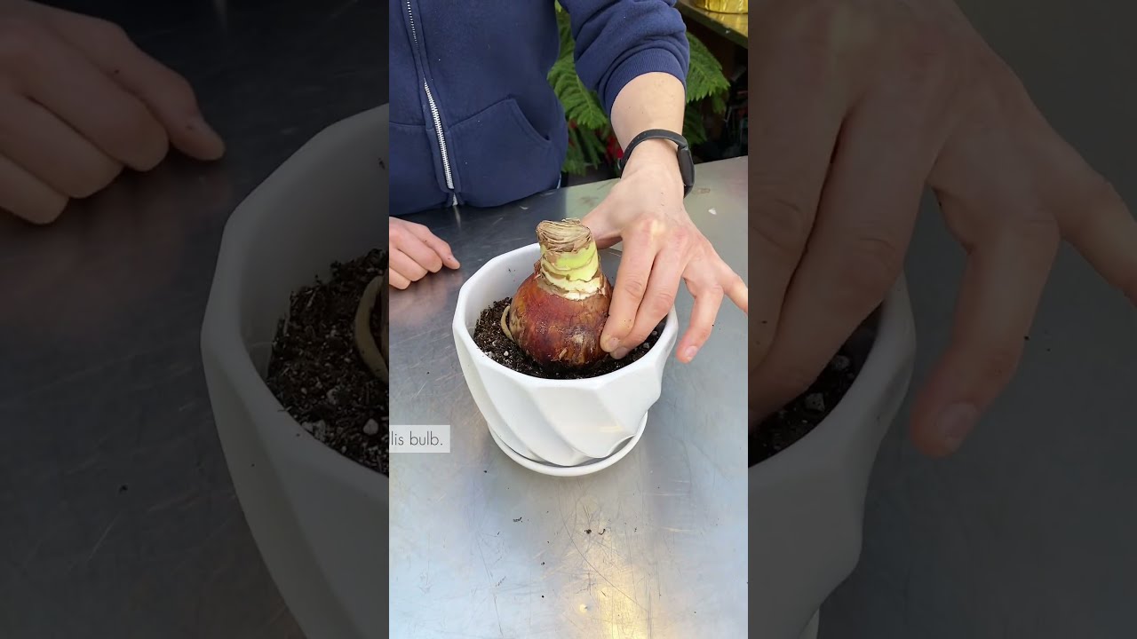 How to Plant Amaryllis Bulbs in 7 Easy Steps