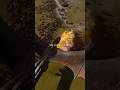Game Of Thrones Vertical Edit Chaos Is A Ladder Little Finger